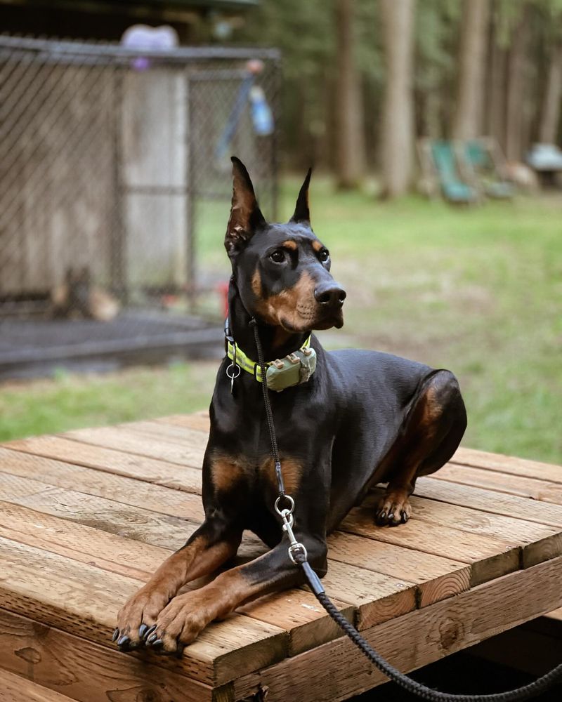 Doberman Pinscher