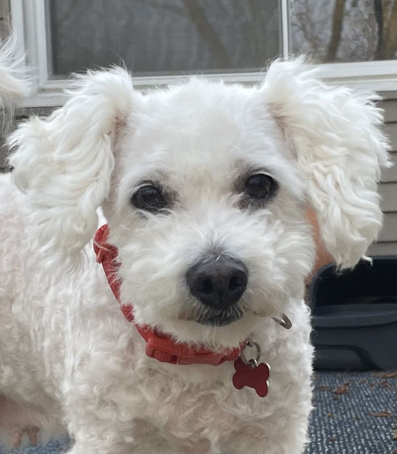Bichon Frise