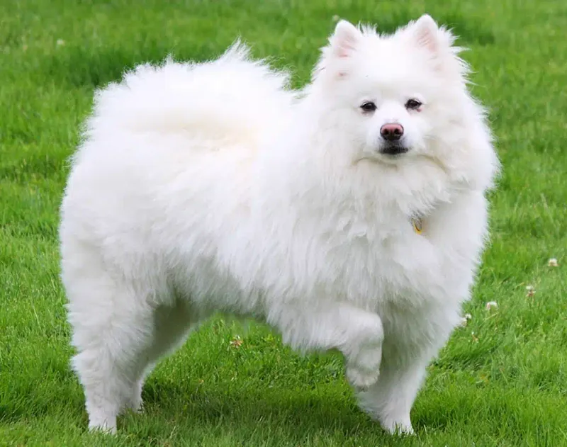American Eskimo Dog