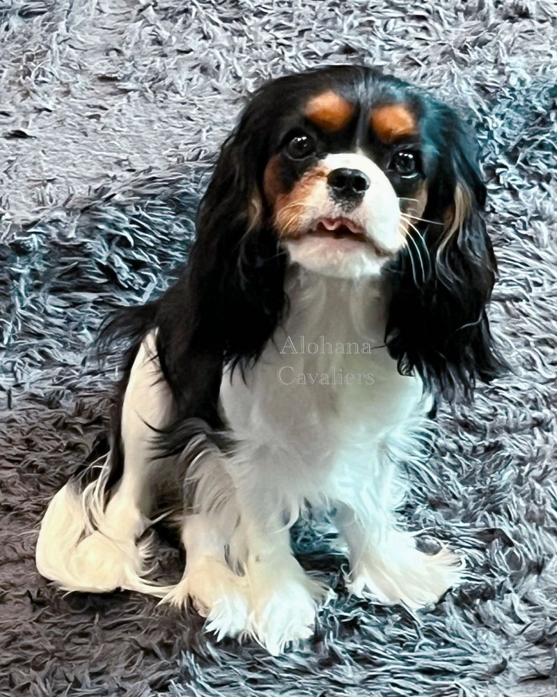 Cavalier King Charles Spaniel