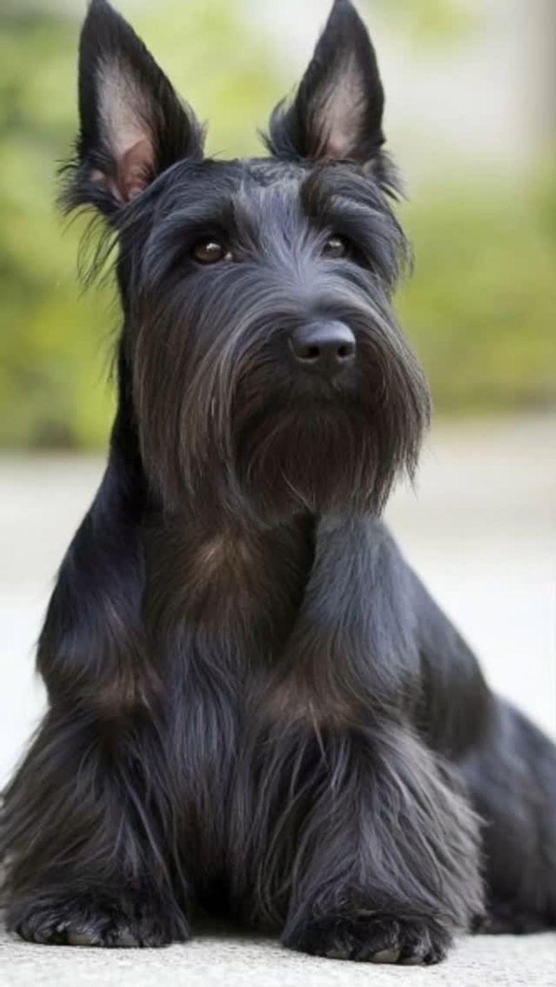 Scottish Terrier