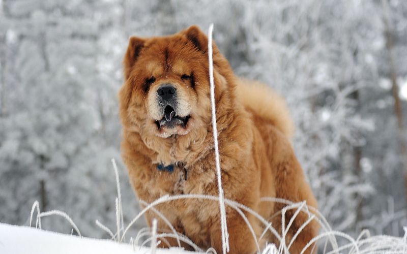 Chow Chow