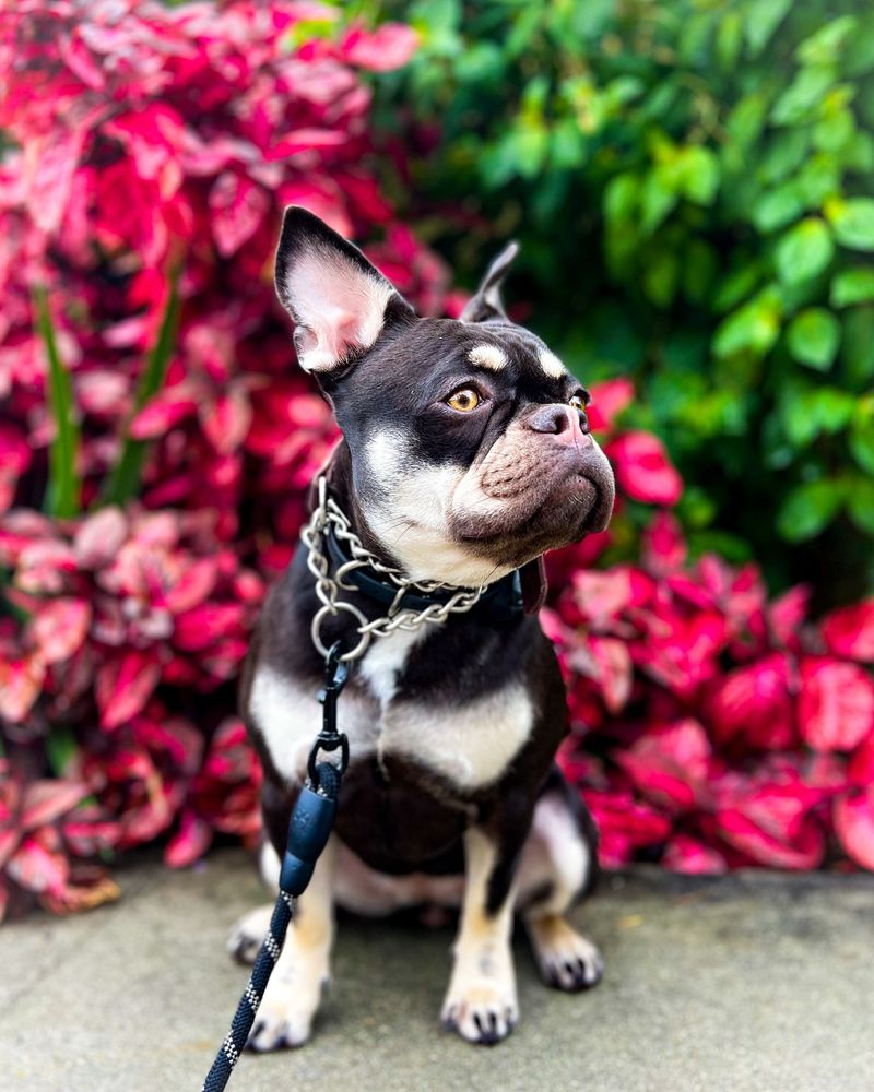 French Bulldog