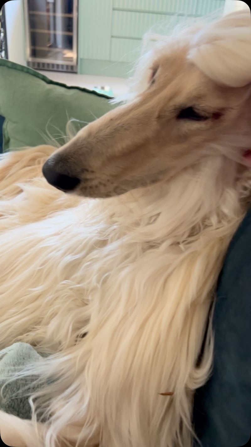 Afghan Hound