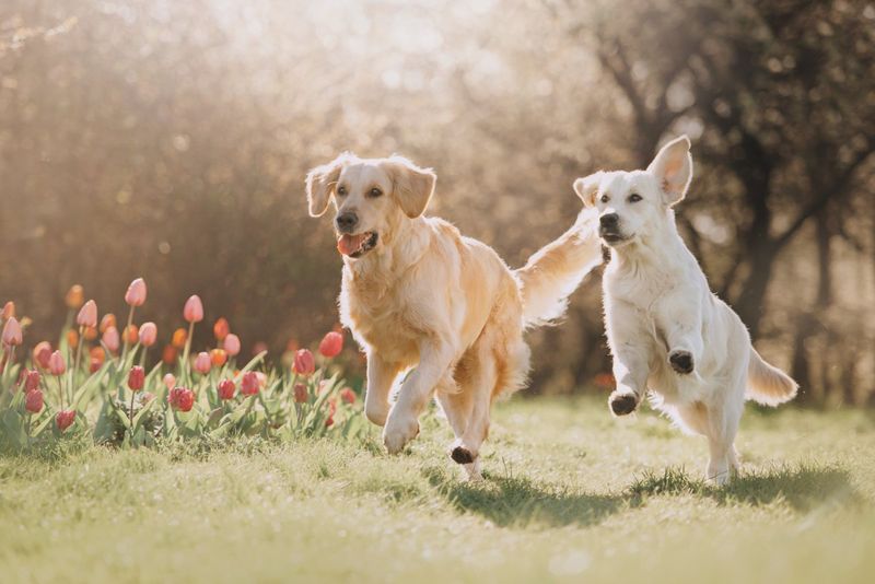 Golden Retrievers: The Friendly Extroverts