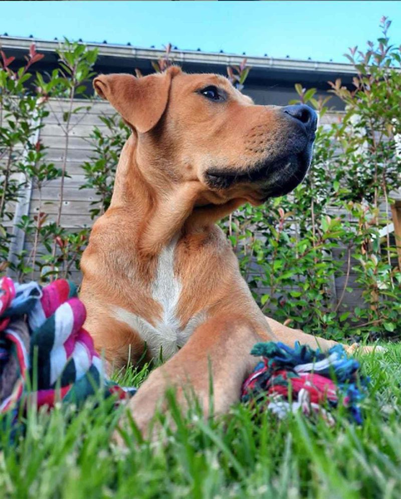 Boxador