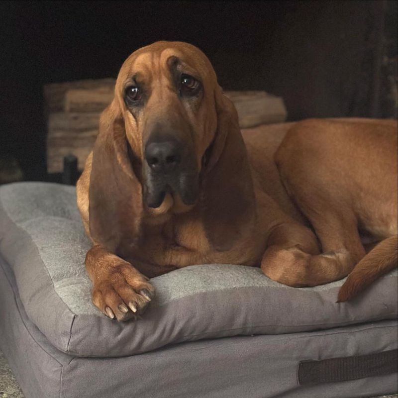 Bloodhound