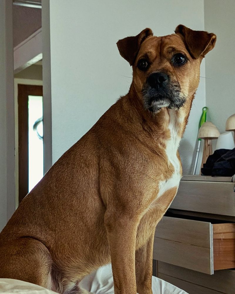 Boxer