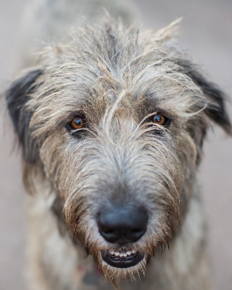 Irish Wolfhound