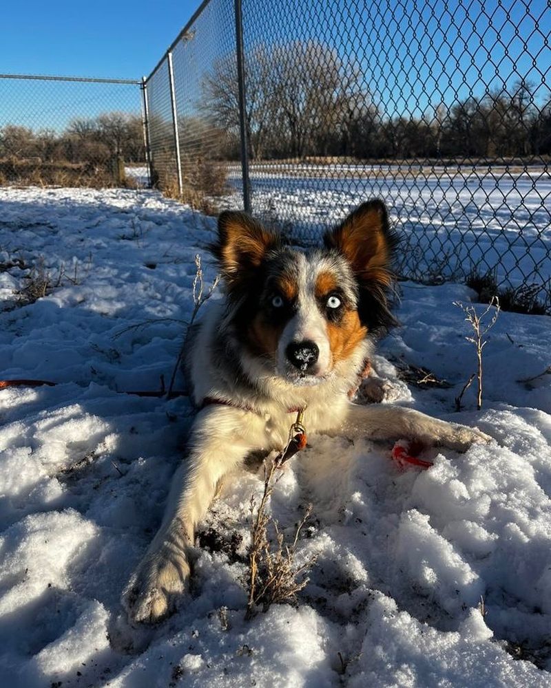 Australian Shepherd