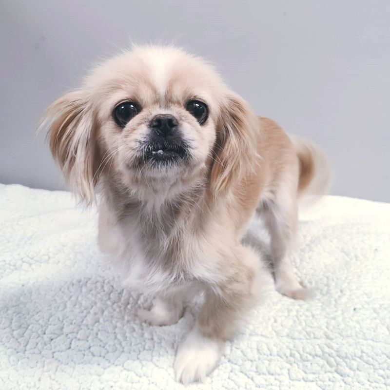 Pekingese