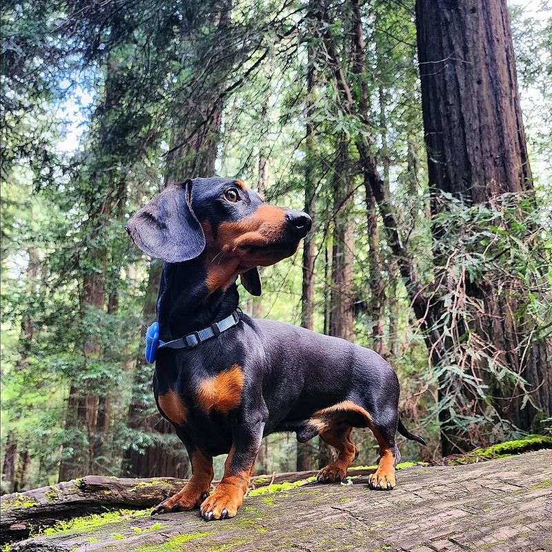 Dachshund