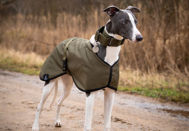 Whippet
