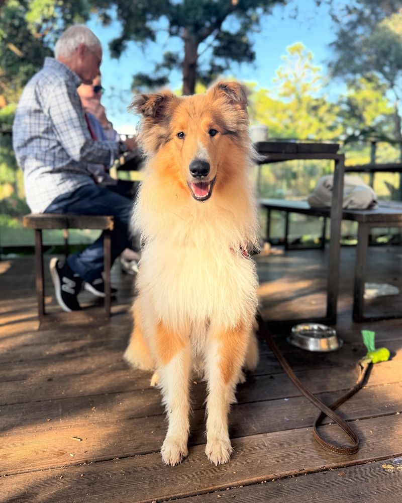 Collie