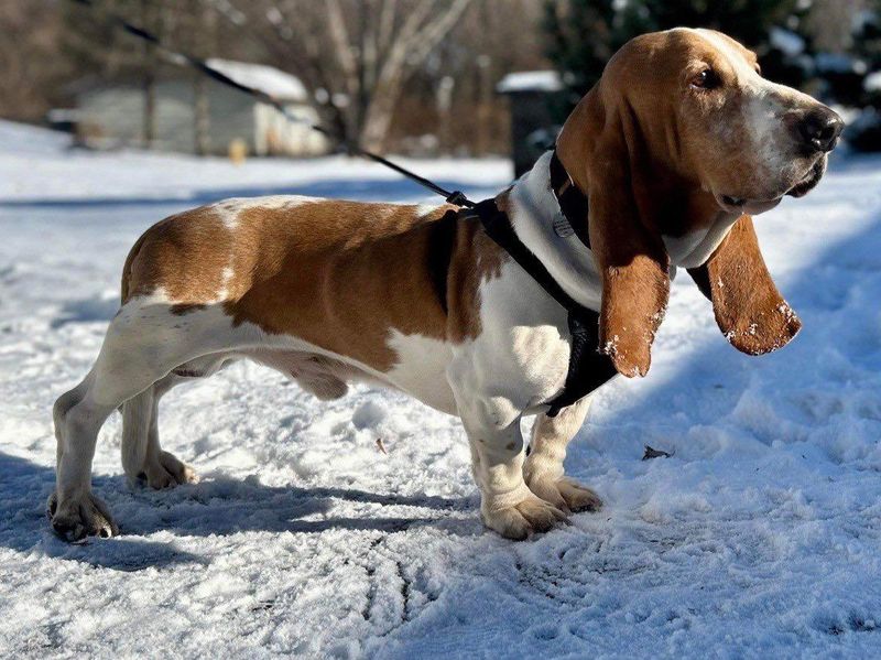Basset Hound