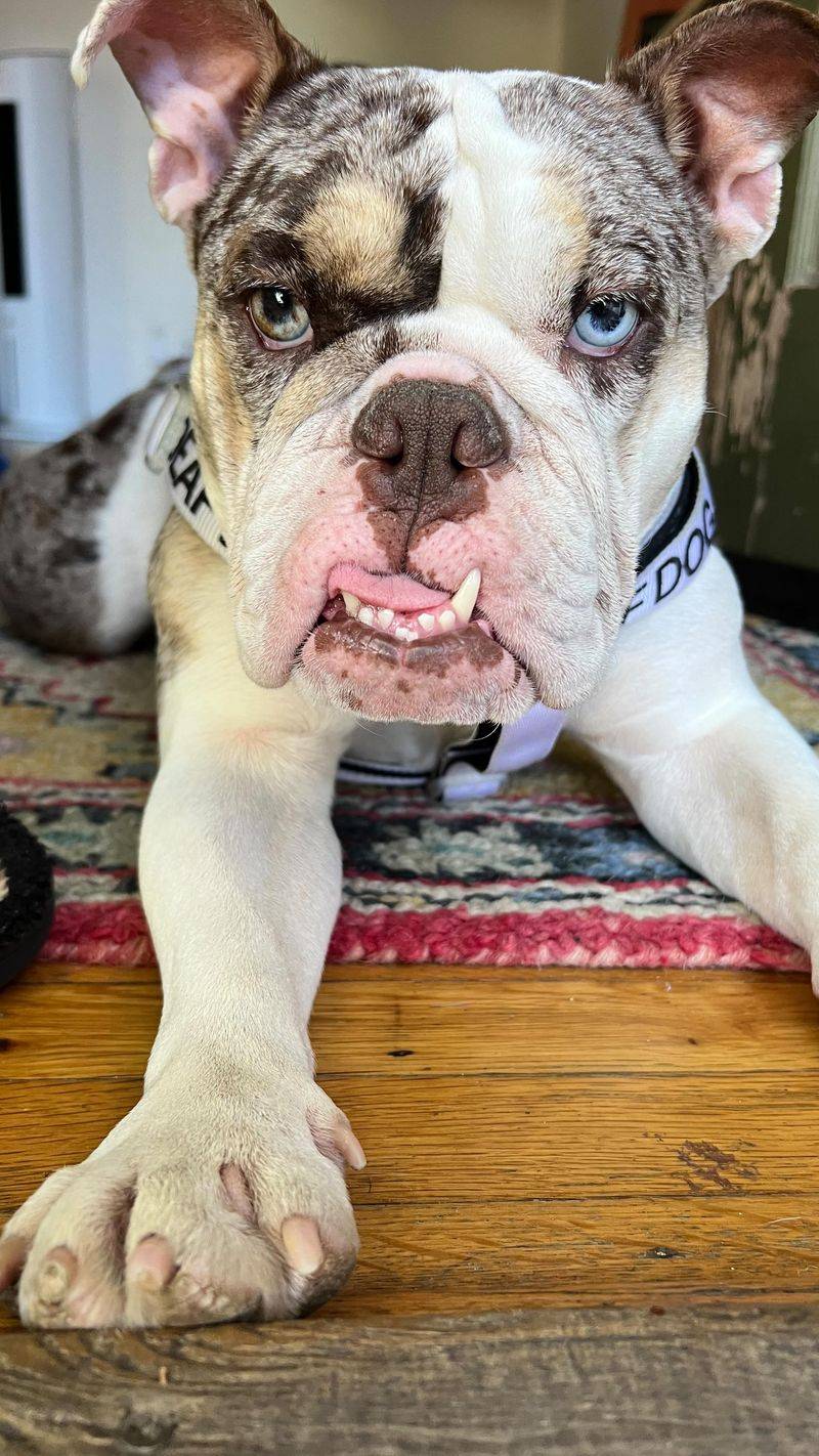 Bulldog