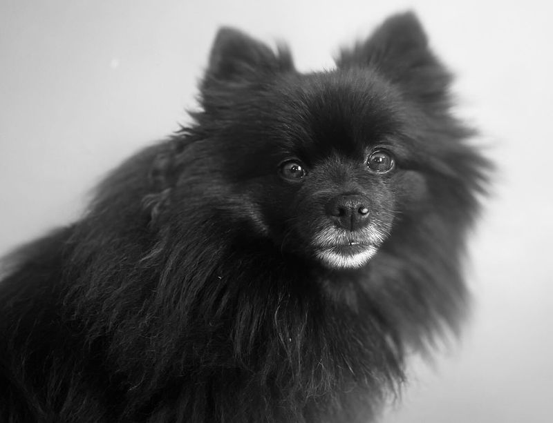 Pomeranian