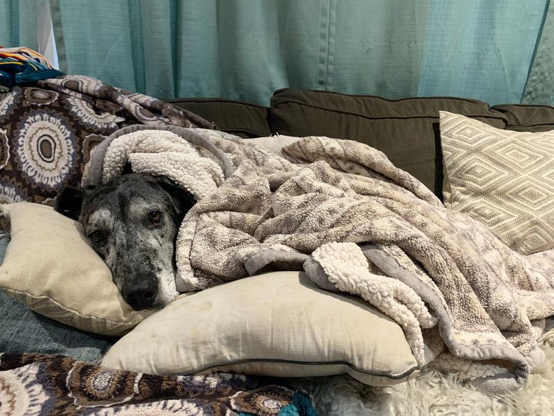 Great Dane