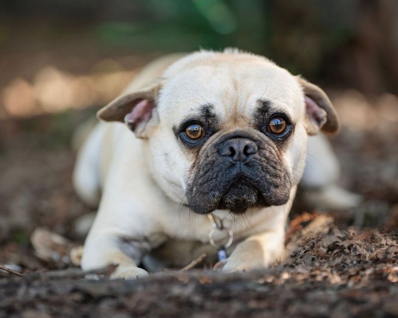 Pug