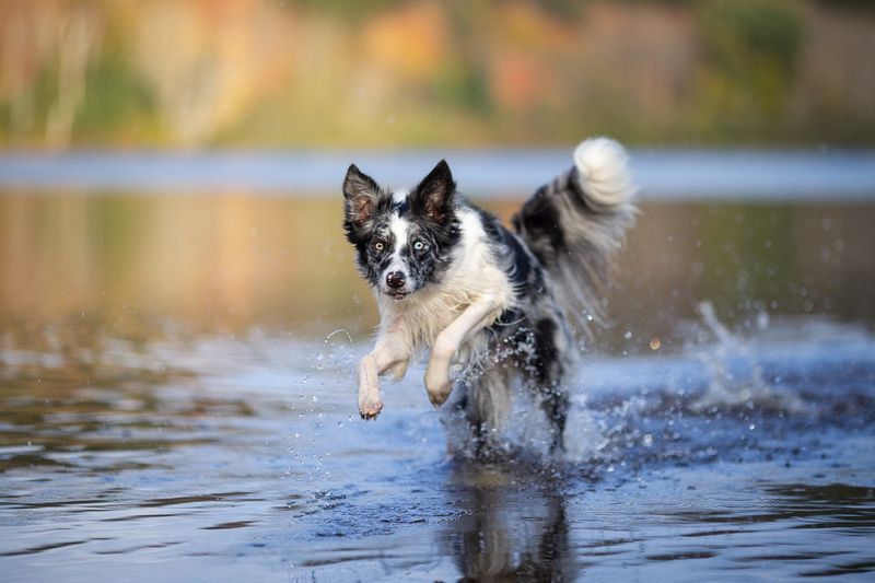Border Collie