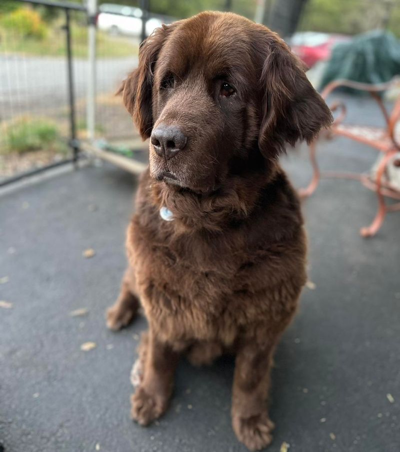 Newfoundland