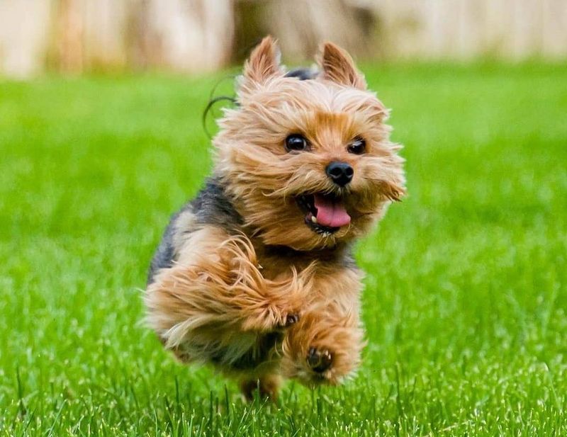 Yorkshire Terrier