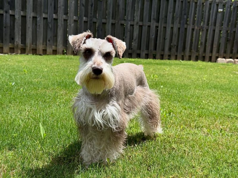 Miniature Schnauzer