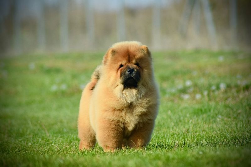 Chow Chow