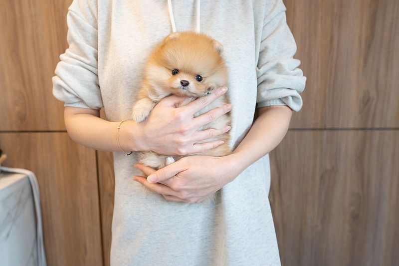 Pomeranian