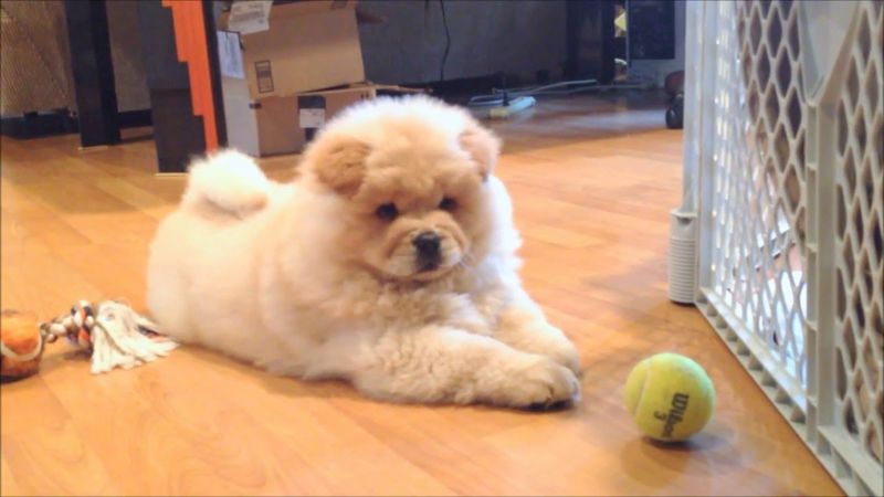 Chow Chow