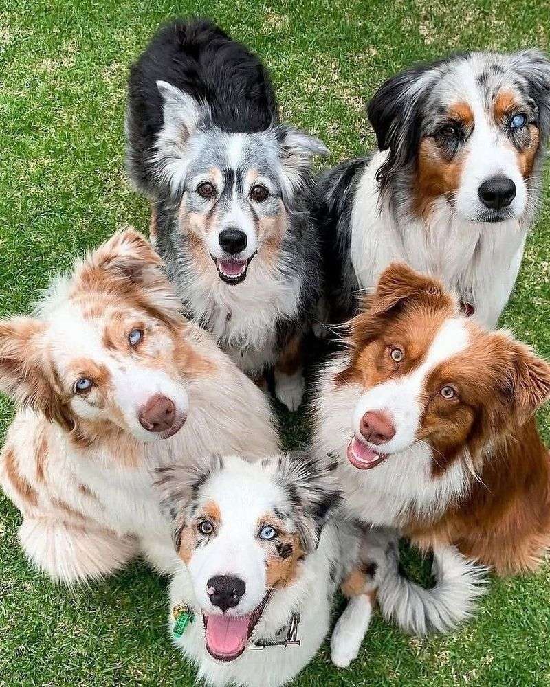 Australian Shepherd