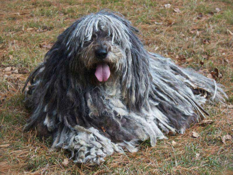 Bergamasco Sheepdog