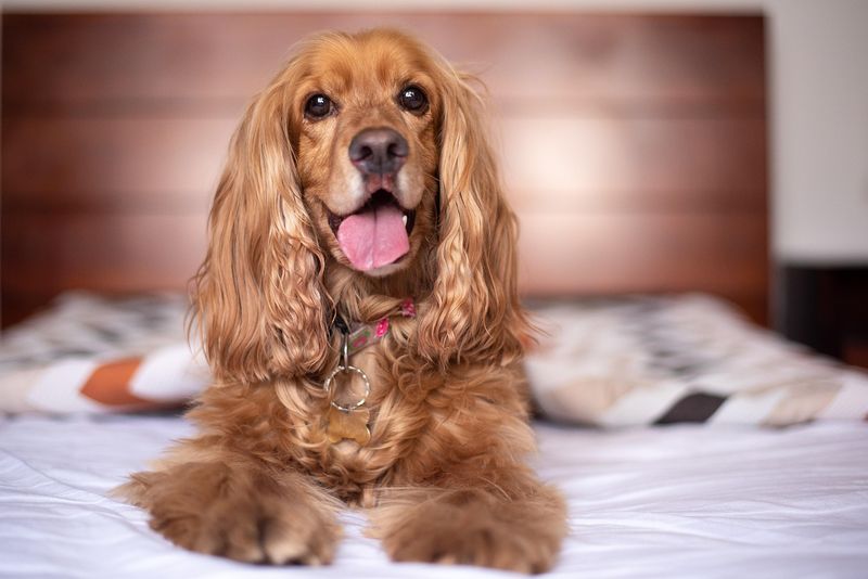 Cocker Spaniel's Joyful Spirit
