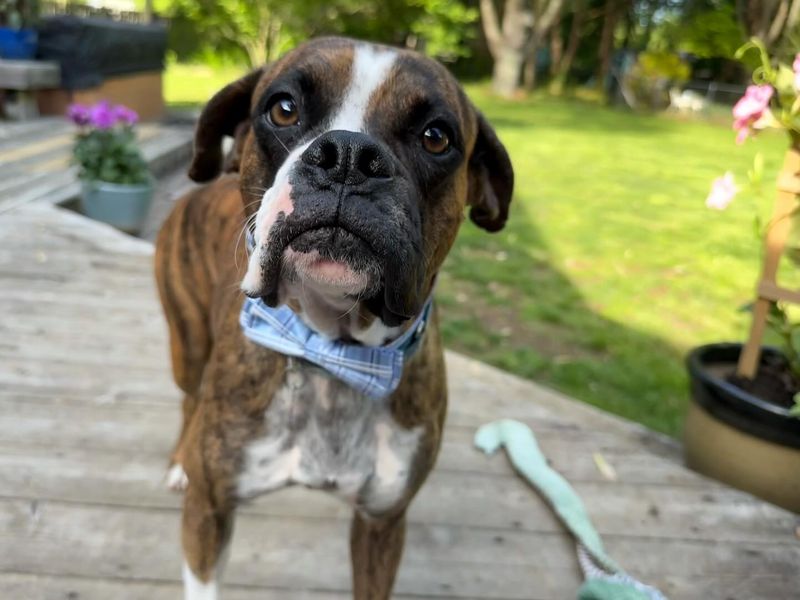 Boxer