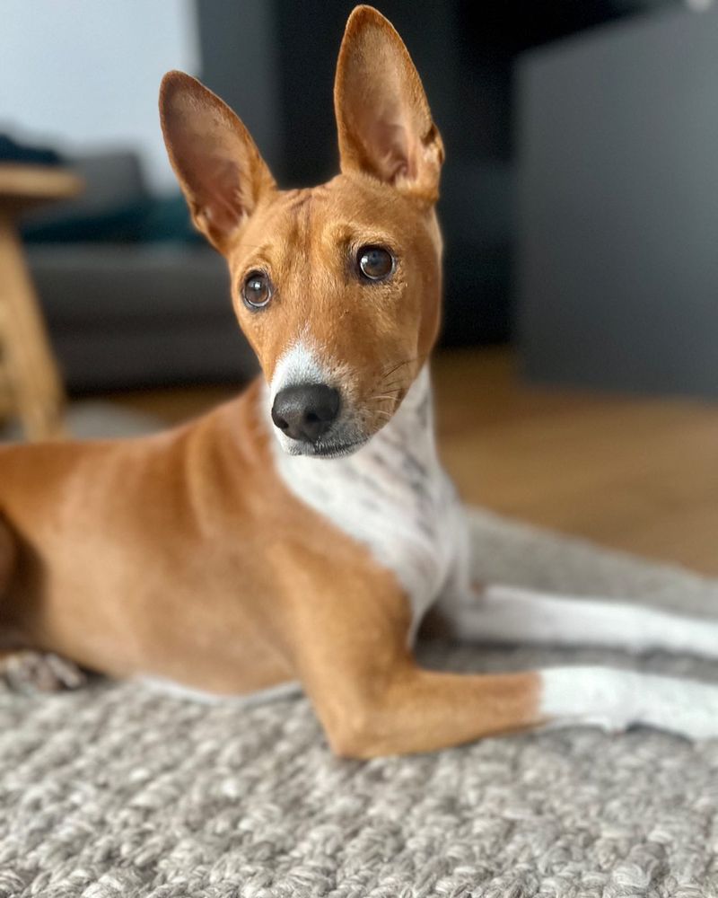 Basenji