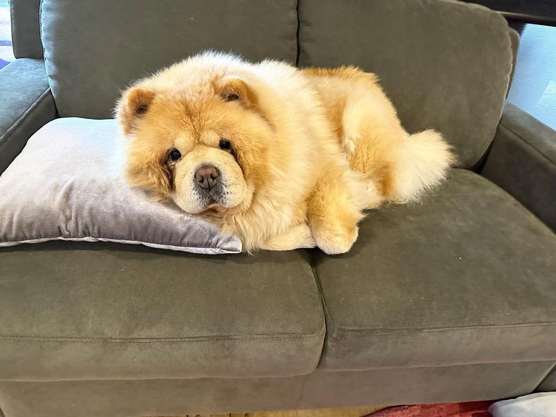 Chow Chow