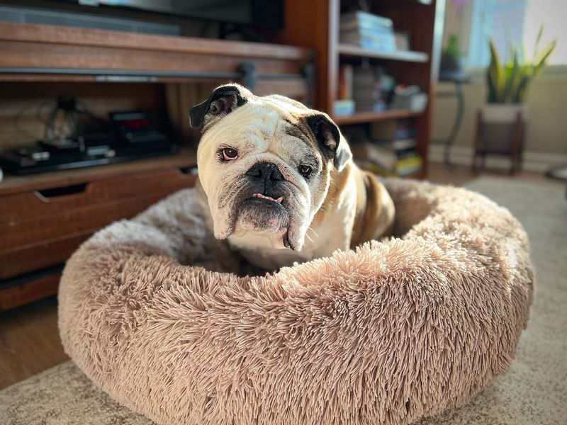 Bulldog