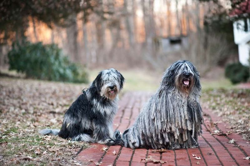 Bergamasco Shepherd