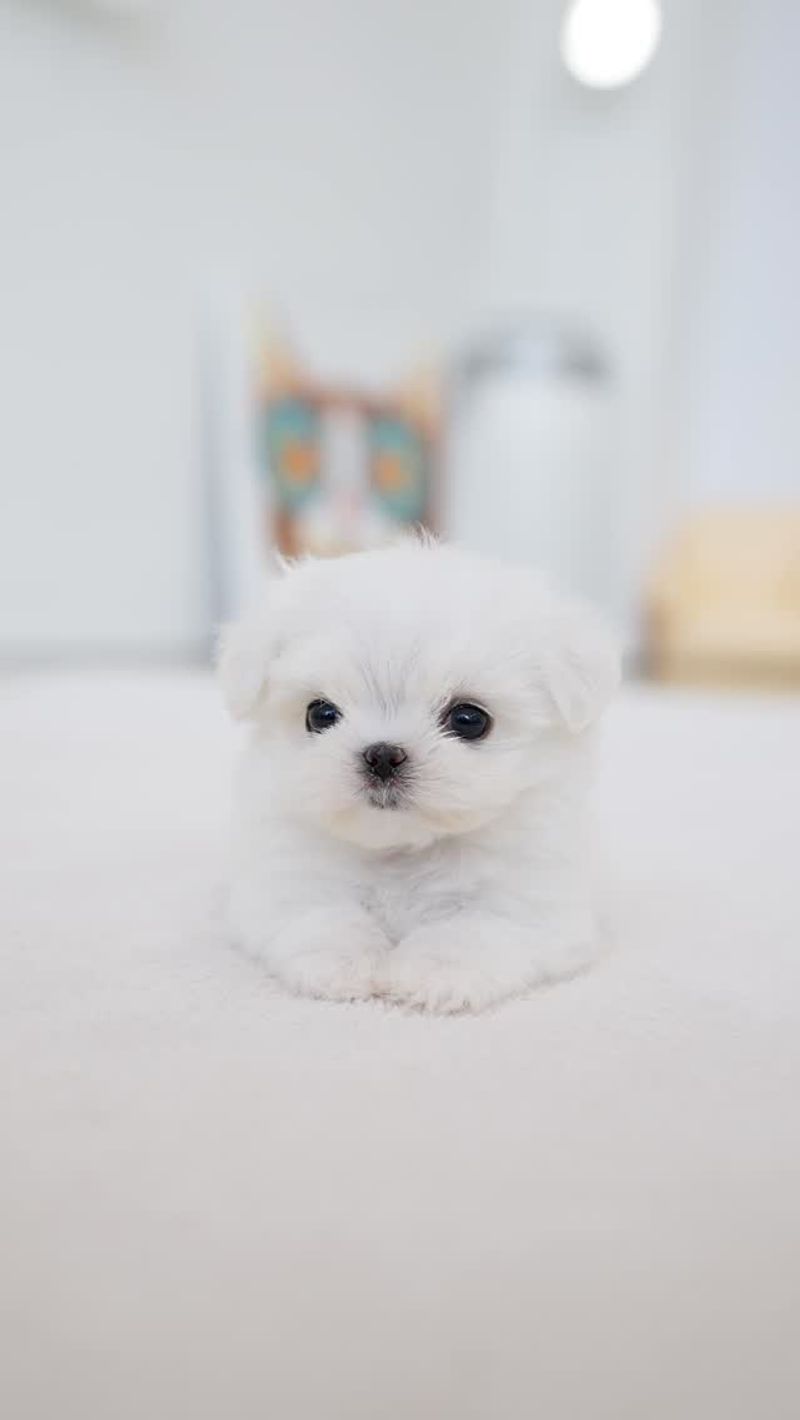 Maltese