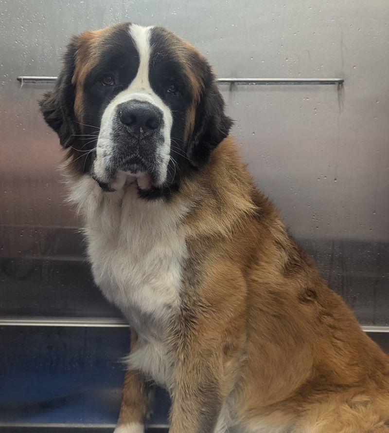 St. Bernard