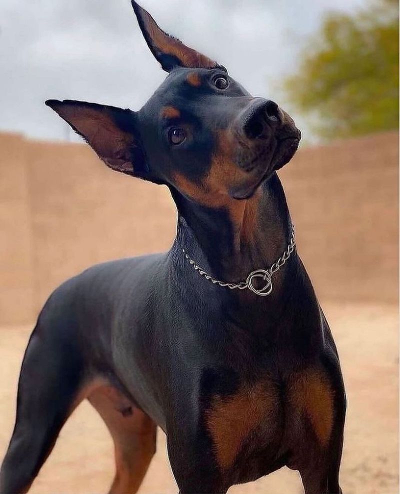 Doberman Pinscher