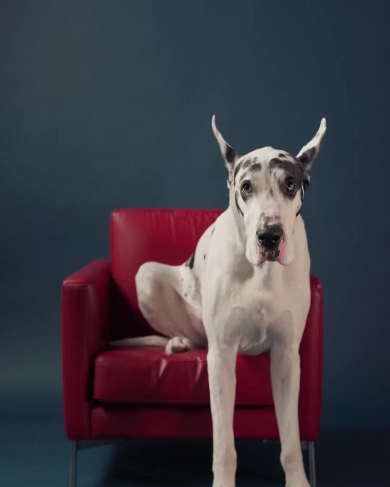Great Dane