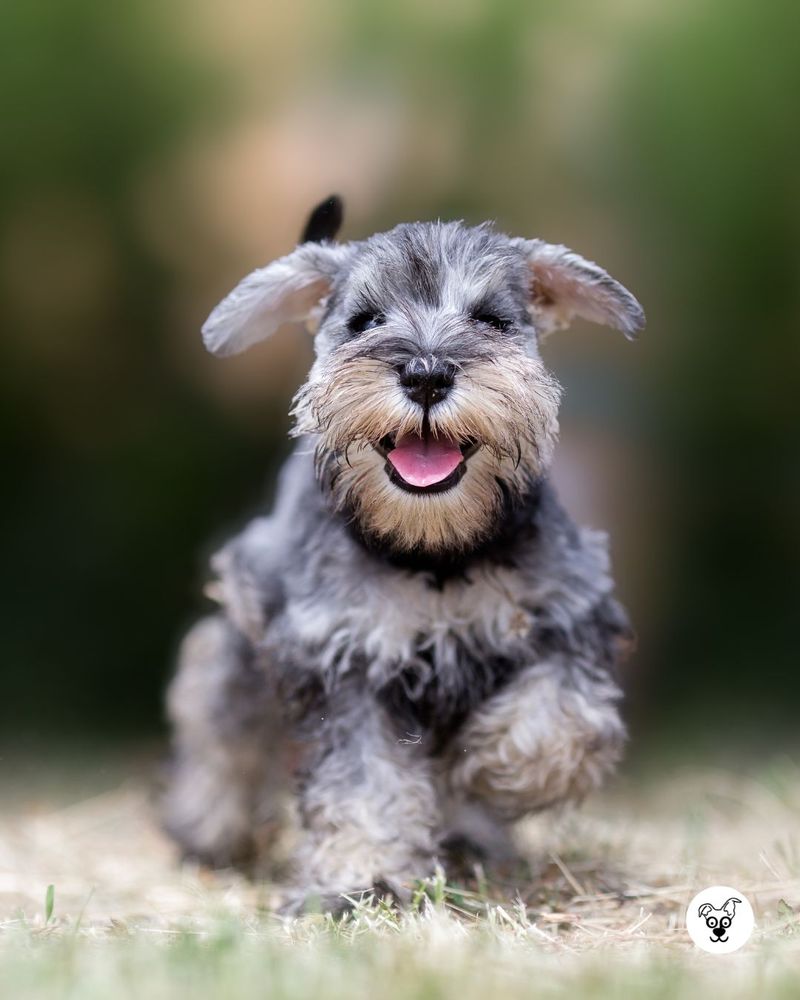 Miniature Schnauzer