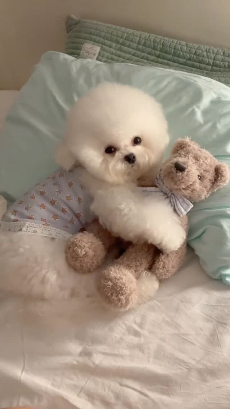 Bichon Frise