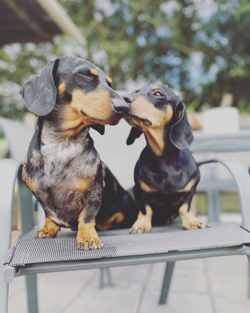 Dachshund