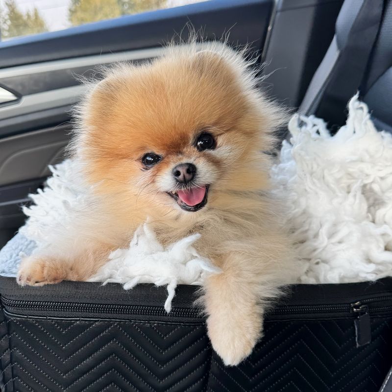 Pomeranian