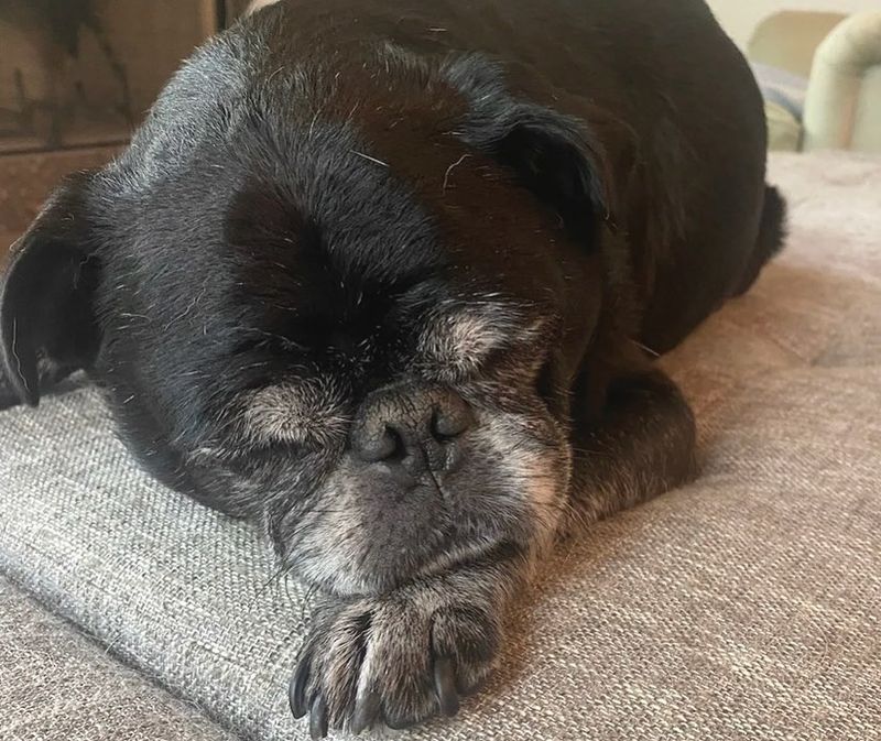 Pug