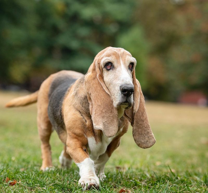 Basset Hound