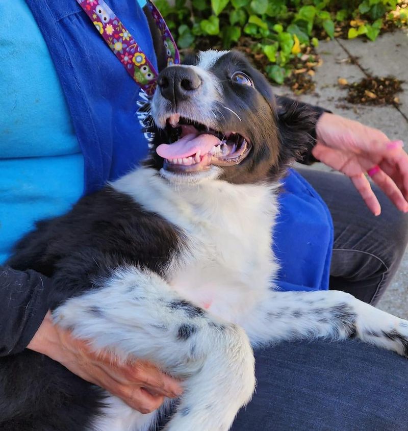 Border Collie