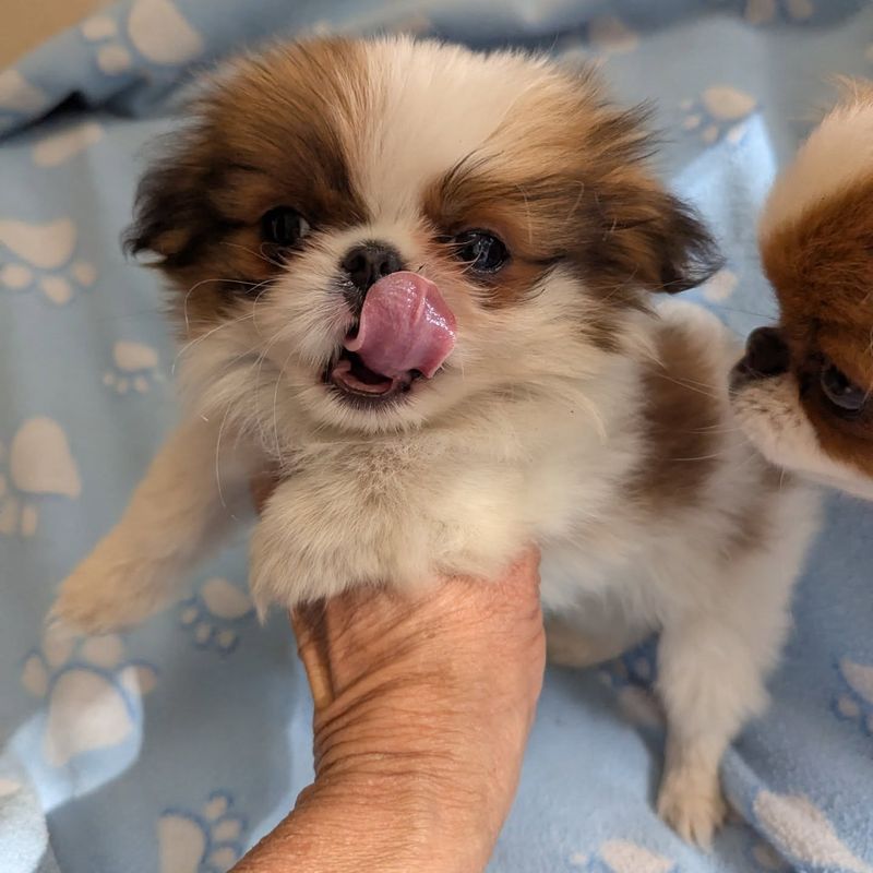 Japanese Chin